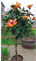 Hibiscus Seed Tricolor Hibiscus Flower Seed Tree Flowering Potted Plants Gardeni - £8.76 GBP