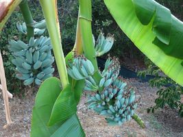 Musa ICE CREAM (BLUE JAVA) Live Banana Tree-SMALL ROOTED STARTER PLANT  - £46.85 GBP
