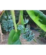 Musa ICE CREAM (BLUE JAVA) Live Banana Tree-SMALL ROOTED STARTER PLANT  - £46.85 GBP