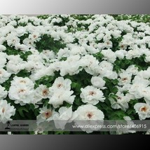 New Fresh White Peony Seeds For Oil Pack 5 Seeds / Pack Oil Edible E3365 - $5.73