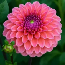 Daisy Duke Dahlia Flower Seeds: 25 Perennial Colorful Blooms - $13.95