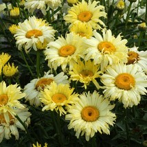 2.5&quot; pot chrysanthemum GOLDFINCH new yellow mum shasta - 1 Live Potted Plant - £38.53 GBP