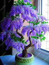 5PCS Purple Wisteria Tree Seeds - $8.98