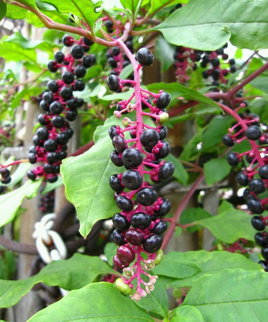 Pokeweed Wildflower ~ 35 Organic seeds - Free shipping - US seller - $4.50