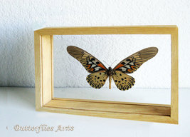 Papilio Antimachus Widest Wingspan Butterfly Entomology Double Glass Dis... - $184.99