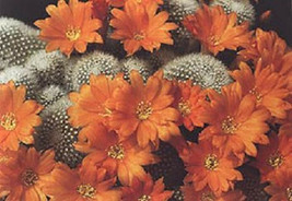 Rebutia Muscula exotic rare cactus globular flowering cacti seed semi 100 SEEDS - £10.43 GBP