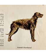 Scottish Deerhound 1939 Dog Breed Art Ole Larsen Color Plate Print PCBG17 - $42.03 CAD
