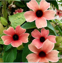 1 plant Peach Black Eyed Susan Vine Starter Plant - £30.67 GBP