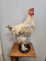 J97 Large Brahma Rooster Chicken Bird Mount Taxidermy - £177.64 GBP