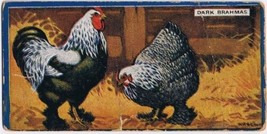 Cowan Co Toronto Card Dark Brahmas Chicken Series - £5.40 GBP