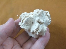 (F397-20) Rare Fossil Colony coral Dichocoenia eminens display specimen ... - $37.39