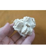 (F397-20) Rare Fossil Colony coral Dichocoenia eminens display specimen ... - $706.52 MXN
