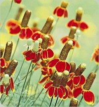 500 Mexican Hat Flower Seeds Perennial Native Wildflower Drought Heat Cold EasyF - £6.59 GBP