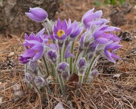 30 Pasque Flower Anemone Seeds  Pure Organic Seeds From US - $11.95