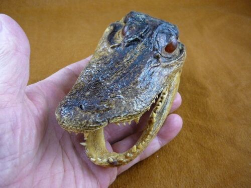 Primary image for G-Def-287) 4-1/8" Deformed Gator ALLIGATOR HEAD jaw teeth TAXIDERMY weird gators