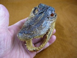 G-Def-287) 4-1/8&quot; Deformed Gator Alligator Head Jaw Teeth Taxidermy Weird Gators - £30.63 GBP