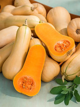 Butterbush Squash Garden USA Seller - £15.86 GBP