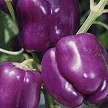 Purple Beauty Sweet Bell Pepper Seeds Gardening Easy Grow USA SHIPPING - £6.92 GBP