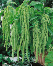 2000 Green Tails Amaranth Flower Seeds Amaranthus caudatus viridis Seed - £11.10 GBP