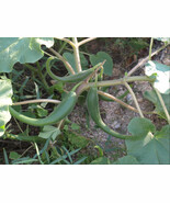 Devils Claw Crafting Heirloom Open Pollinated - €10,49 EUR