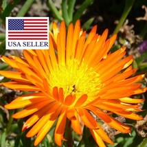 Lampranthus Aureus Orange Ice Plant Living Stone Succulent 10 Seeds Fresh Garden - £13.81 GBP