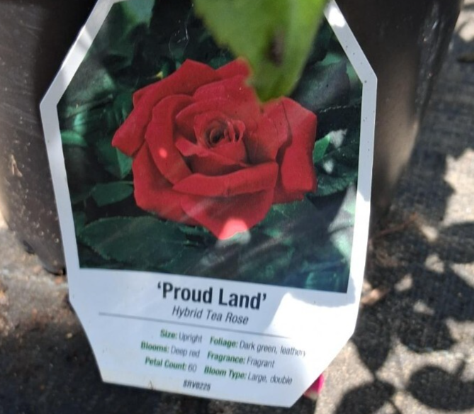 PROUD LAND Red 1 Gal Big Live Bush Plant Hybrid Tea Plants Fine Landscap... - $33.90