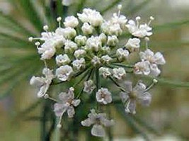Bishop Flower Seed, Organic, 50+ Seeds per Pack, A Sweet White danity Flower - $4.99