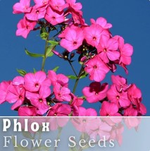 Phlox Seeds 125 Seeds Fuschia Garden Bloom Annual Flower Seeds - $8.99
