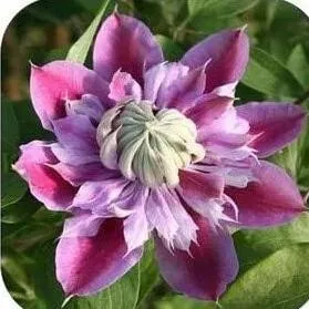 50 Clematis hybridas Climbing Flower Seeds for Garden - $16.00