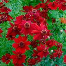 Coreopsis Plains Tall Red Heirloom Pollinators Deer Resistant Non-Gmo 200 Seeds - £7.90 GBP