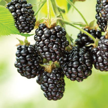1 Live Plant Blackberry &#39;Ouachita&#39; Thornless, Rubus ouachita - $28.95