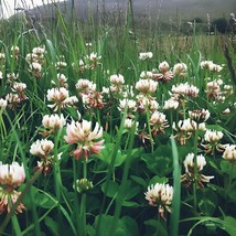 BPA White Dutch Clover Cover Crop Seeds Non Gmo Heirloom 5000 Seeds From US - £7.08 GBP