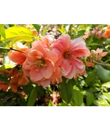 Chaenomeles Speciosa &quot;Cameo&quot; (Peach Flowering Quince) Rooted Plant - £29.88 GBP