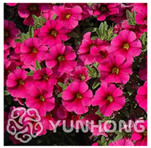 100 Seeds Mini Calibrchoa Million Bells Annual Flower Bonsai Vary Colors... - $5.86