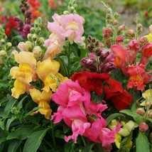 Snapdragon Magic Carpet Mix Multicolored Blooms Butterflies NON GMO 500 Seeds - £5.77 GBP