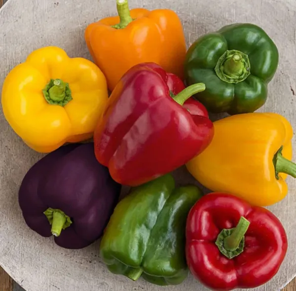 Fresh 300+ Rainbow Blend Sweet Bell Pepper Seeds For Planting Garden - £17.23 GBP