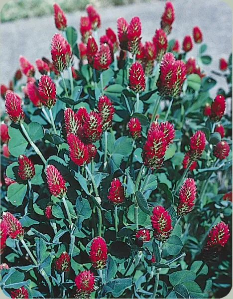 Clover, Crimson Clover, Full Sun, Red, Attrracts Bees, 360 Seeds Buy Usa... - $3.98