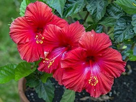 2 Hawaiian Tropical Red Hibiscus Plant Cutting K7 - £31.78 GBP