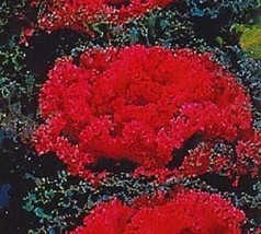 SR12Store 30 Redbar Red Flowering Kale Flower Seeds US Product - £7.00 GBP