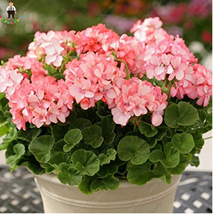 50Pcs Geranium Pelargonium Potted Flower Jardin Plant Fresh Seeds - £7.95 GBP