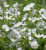 50 Seeds Cosmos Purity White Flower Long Lasting Annual - £14.34 GBP