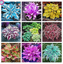 New Fresh 100 Seeds Hosta Seeds Dl247C Color 2 - $10.98