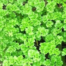 100 Triple Curled Parsley Seeds Pack NON-GMO Heirloom Seeds - $4.50