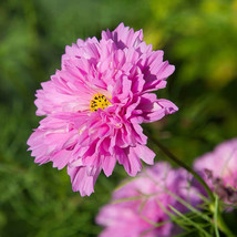 100 Seeds Cosmos Bipinnatus Double Click Rose Bonbon Gardening USA Seller - $9.22