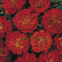 Simple Pack 5 seed  marigold dwarf french durango red - £6.27 GBP