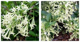 Cestrum Nocturnum~Night Blooming Jasmine Live Plant~ Intensely Fragrant~ - £31.12 GBP