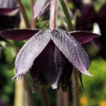Best Seeds Black Barlow Night Queen Columbine Seeds Double Flowering Sha... - £11.80 GBP