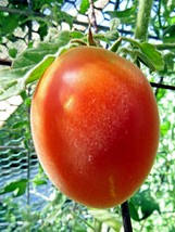 Schehizade fuzzy pink tomato is an eye-opener! - $5.00