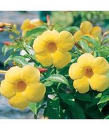 Live Plant Yellow Allamanda, Outdoor & Indoor Plant, Flower Plant, Houseplant - $21.95