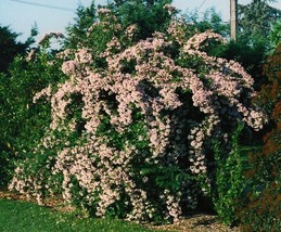 25 Pink Cloud Beauty Bush Seeds Kolkwitzia Amabilis Fresh USA Fast Shipping - $10.90